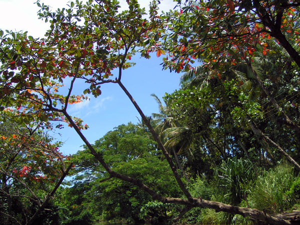 Smuk jungle på Sri Lanka