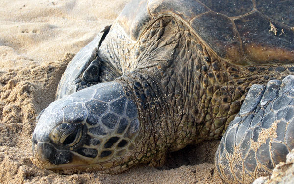 Skildpadde ved Unawatuna på Sri Lanka