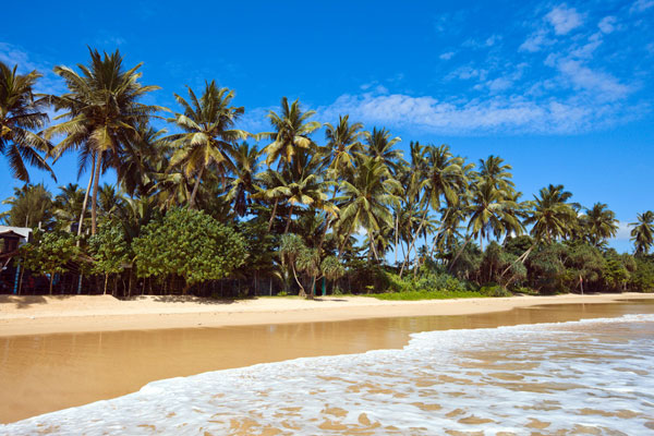 Smuk og idyllisk palmestrand på Sri Lanka