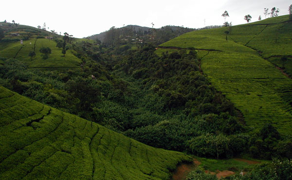 Smuk Teplantage på Sri Lanka