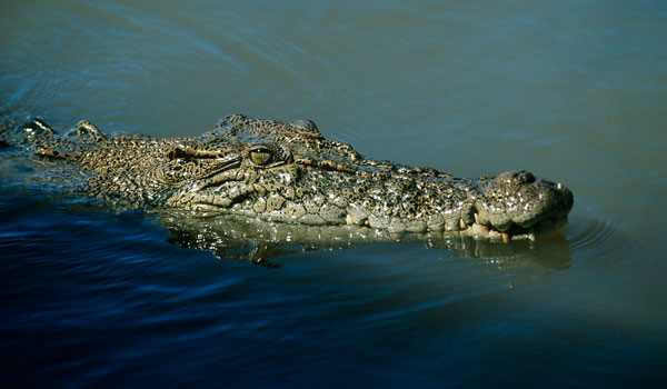 5 meter lang krokodille på Sri Lanka