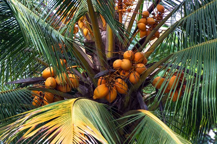 Sri Lanka byder på mange eksotiske frugter