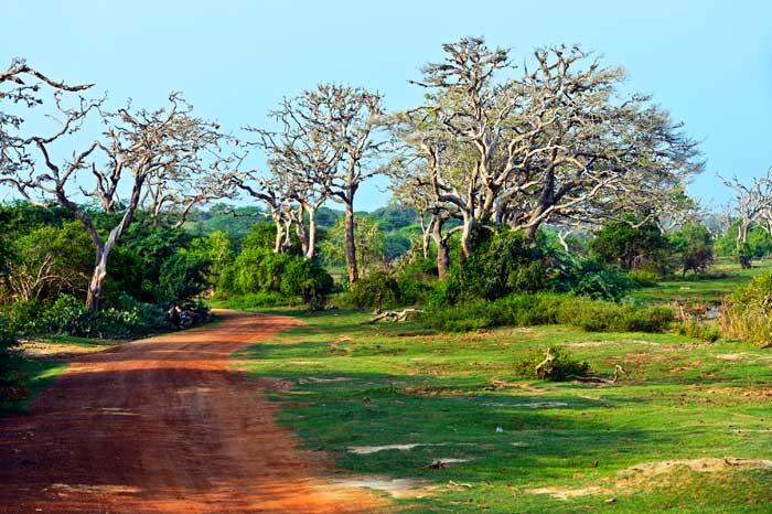 På Safari i Yala Nationalpark på Sri Lanka