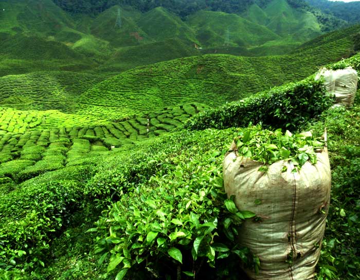 Teplantage oppe i de Sri Lankanske bjerge