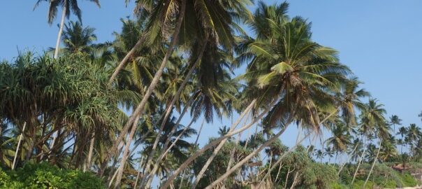 Rejs til Sri Lanka - men husk valutaomregneren